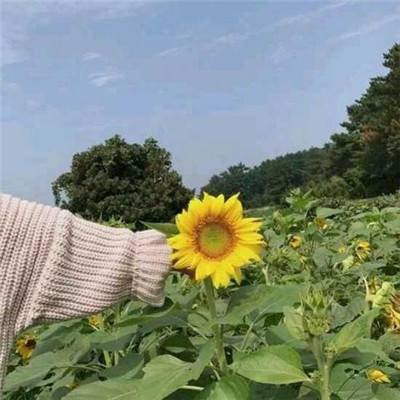 宝宝当家游戏下载